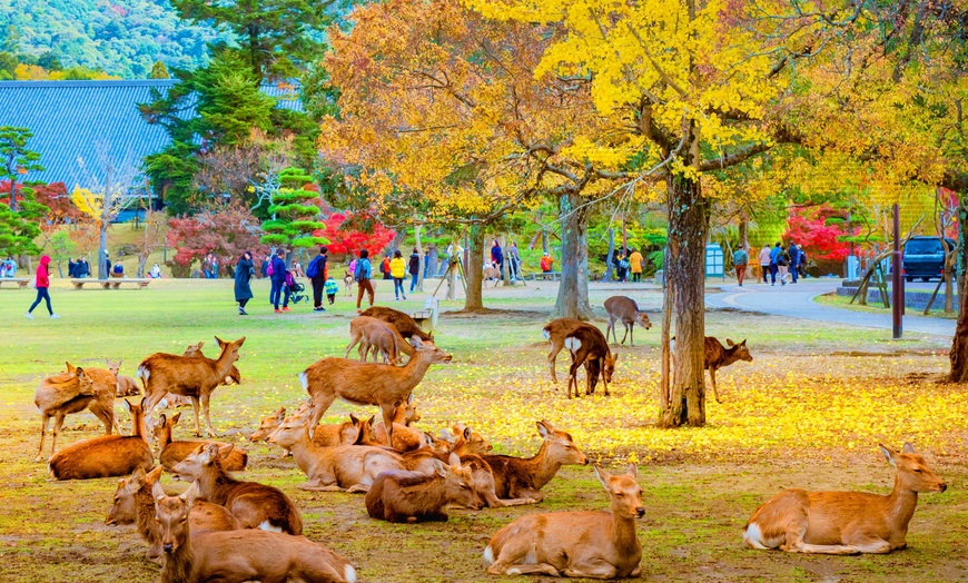 Image 20: ✈ JAPON | De Tokyo à Osaka - A la découverte du Japon du Nord au Su...