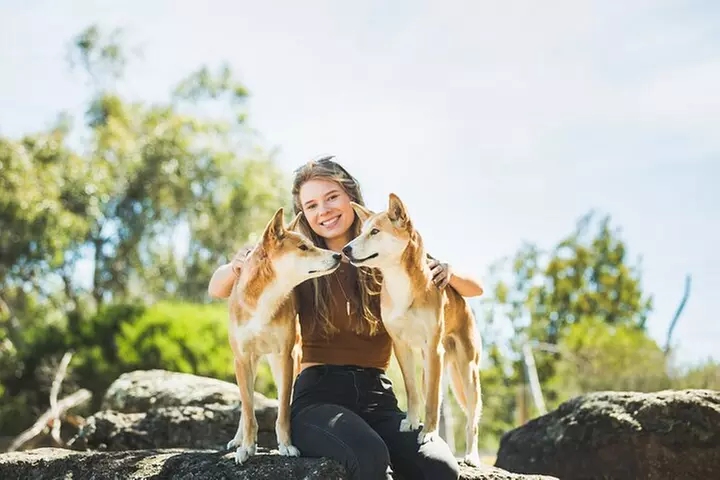 Phillip Island Penguin Parade, Wildlife and Beach Boxes Bus Tour