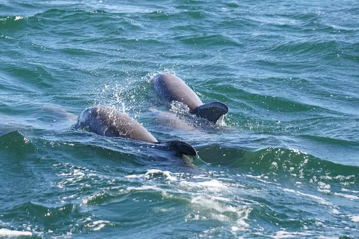 Pensacola Beach Jolly Dolphin Cruise and Scenic Bay Tour