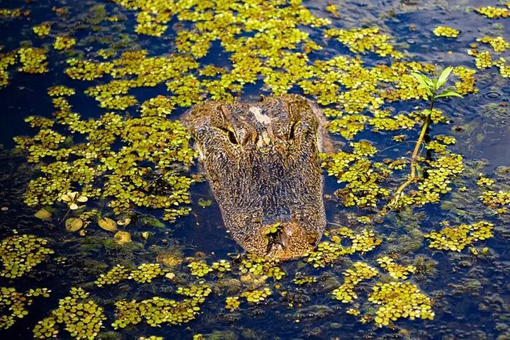 New Orleans Zipline Swamp Tour