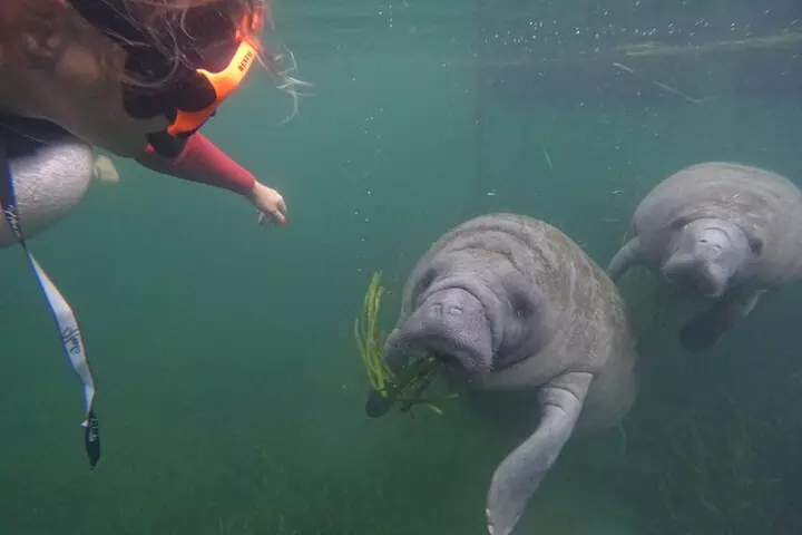 3 Hour Small Group All Inclusive Manatee Swim with free Photo pkg