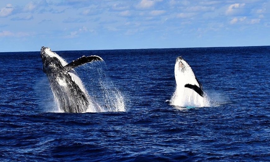 Image 4: Whale Watching Cruise from Redcliffe, Brisbane or the Sunshine Coast