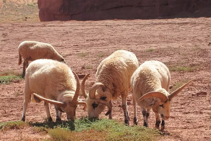 3.5 Hours of Monument Valley's Cultural 4×4 Tour
