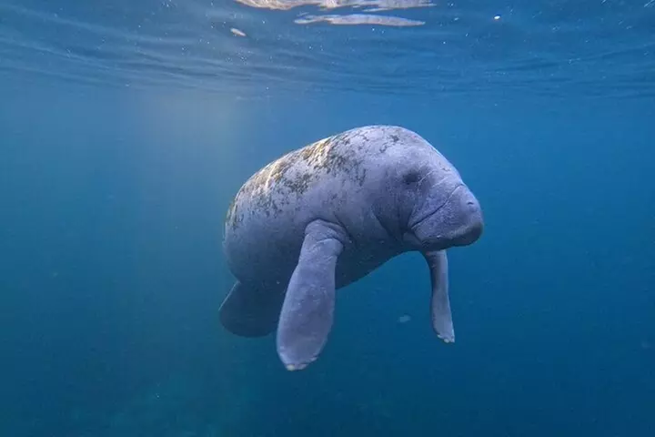 3 Hour Small Group All Inclusive Manatee Swim with free Photo pkg