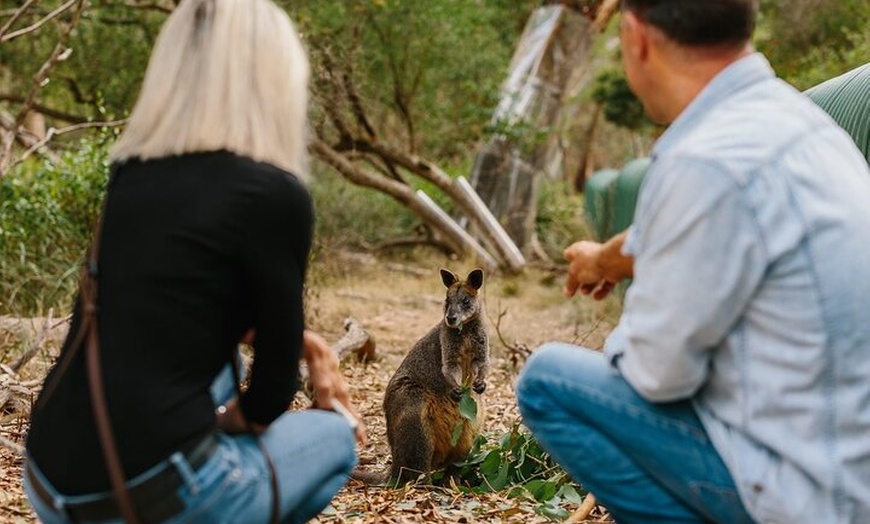 Image 3: Phillip Island and Penguin Parade Private Tour
