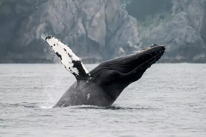 Juneau Wildlife Whale Watching & Mendenhall Glacier - Primary Image