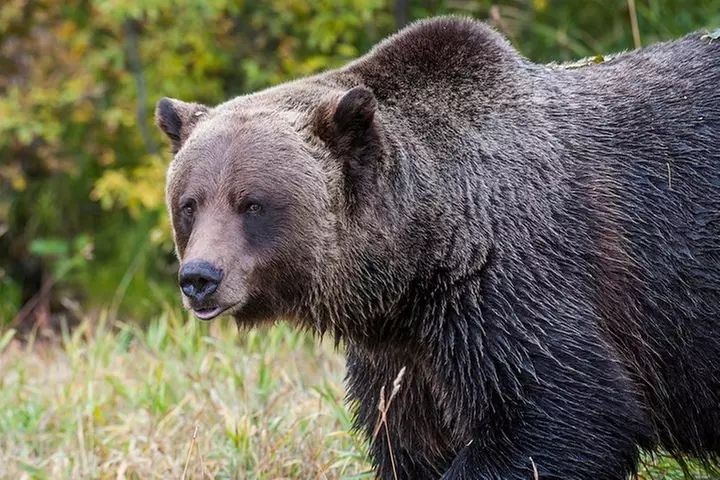 Discover Grizzly Bears from Banff - Primary Image