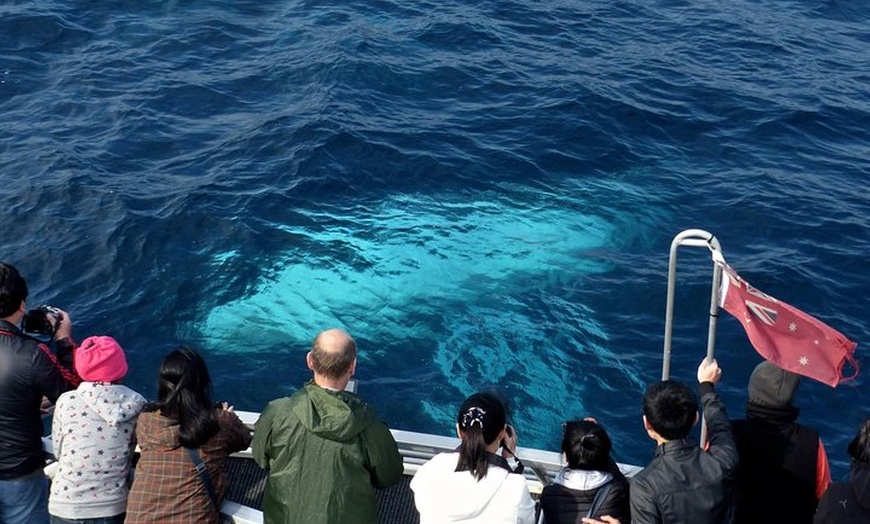 Image 20: Sydney Whale-Watching Cruise Including Lunch or Breakfast
