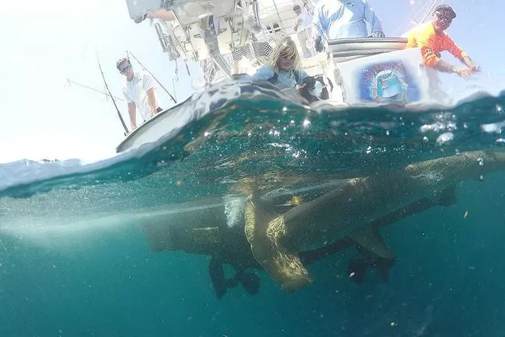 Miami Big Game Deep Sea Fishing Charter