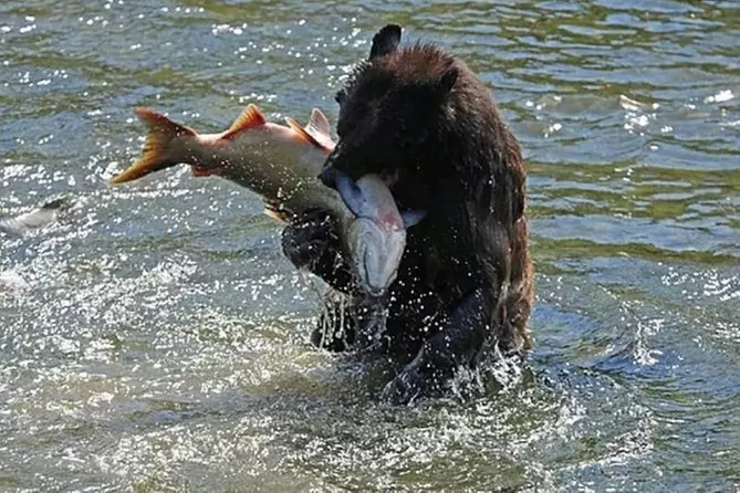 Ketchikan All In One - Primary Image