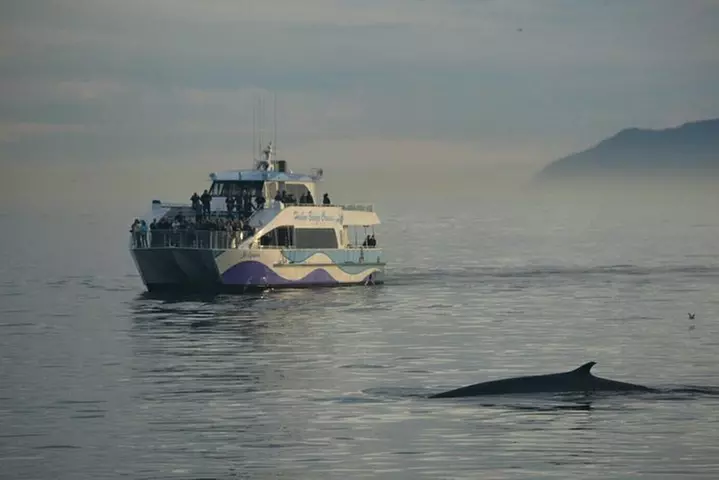 West Harbor LA Whale and Dolphin Watching Cruise