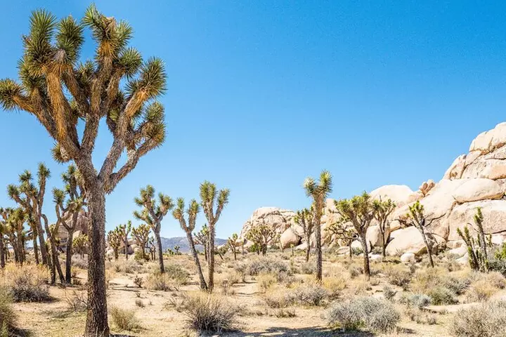 Joshua Tree National Park Self-Guided Driving Audio Tour