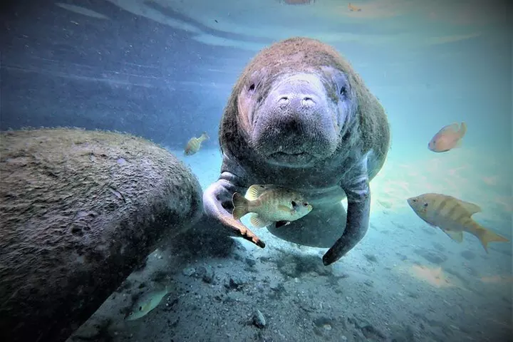 3 hours Manatee Swim Tour in Florida