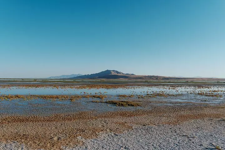 Great Salt Lake Wildlife Experience