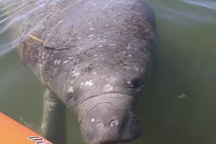 Lido Key Pedal Kayak Tour in Sarasota