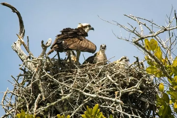 Everglades National Park Biologist Led Adventure: Cruise, Hike + Ai...