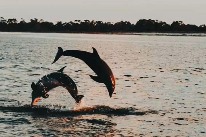 Happy Hour Dolphin Cruise - Second Medium