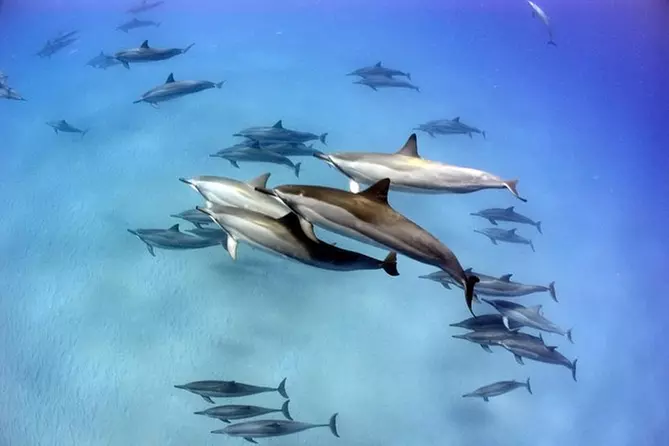 Kona Coast Marine Life and Snorkeling - Primary Image