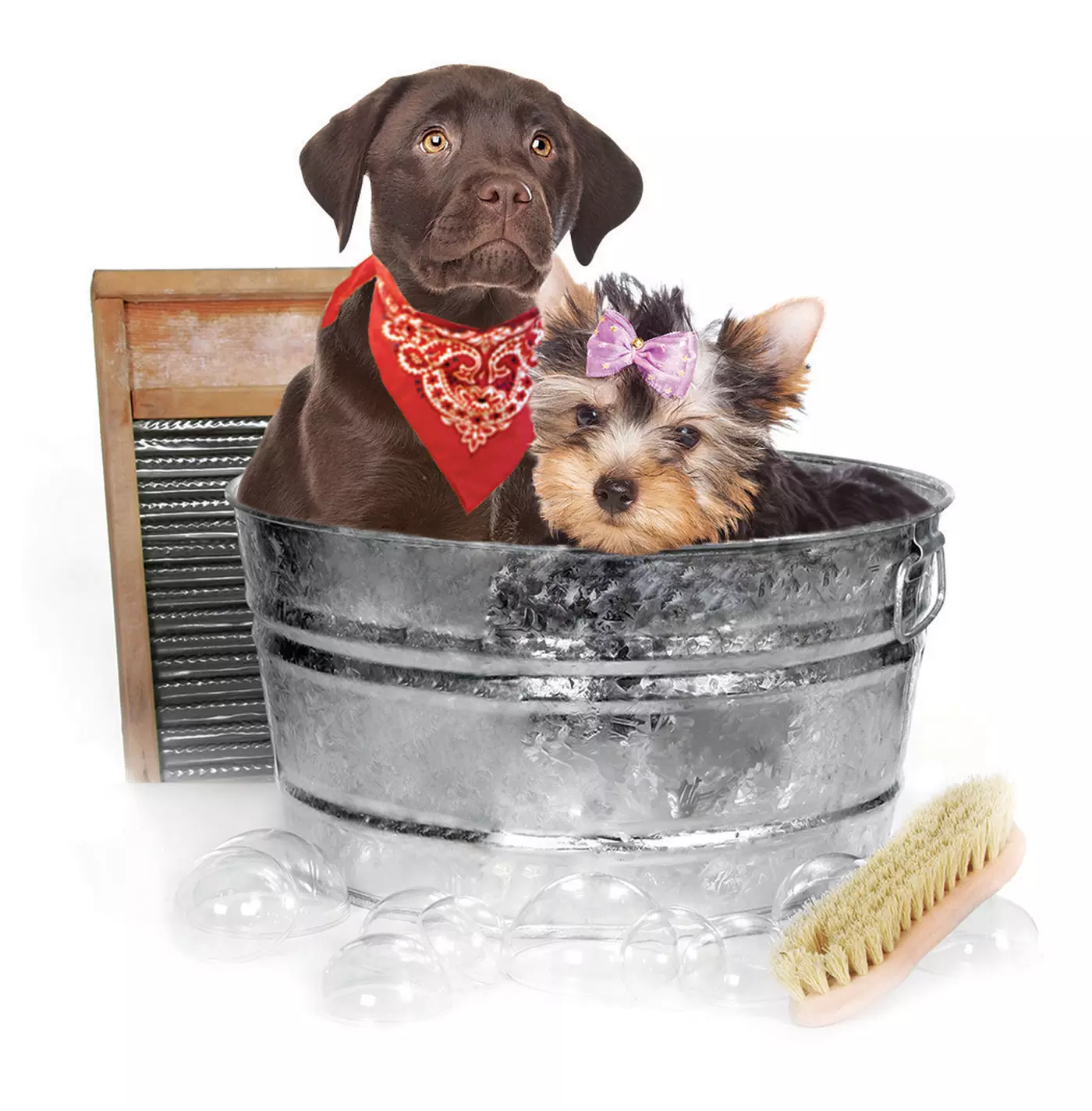 $20 for $40 Worth of Pet Grooming Services - Primary Image