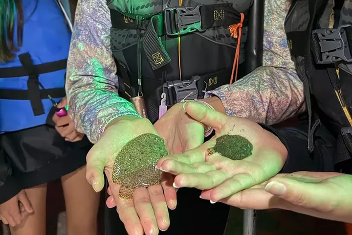 Florida Bioluminescence Clear Kayak tour/ Beacon 42 (Titusville)