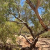 Image 4: Full day The Painted Desert Tour in Outback South Australia