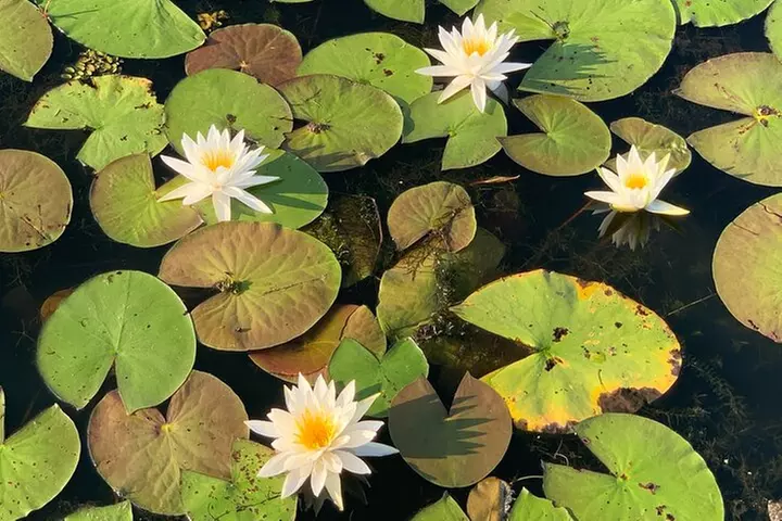 Mystical Private Kayak and Canoe Tours on Caddo Lake - Primary Image