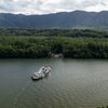 Image 4: Half Day Tour to Daintree Rainforest and Mossman Gorge