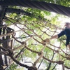 Image 3: High Ropes and Adventure Tree Top Experience