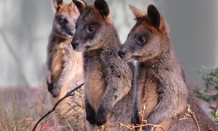 Canberra: Wildlife Encounters at Tidbinbilla Nature Reserve​