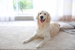 $49 for Up To 6 Rooms Of Carpet Cleaning (Reg. $150) - Second Medium