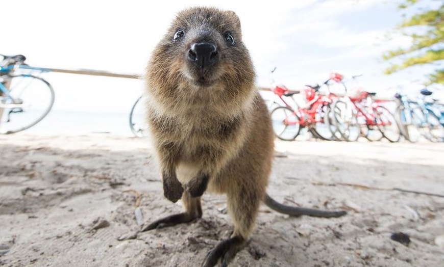 Image 3: Rottnest Island Round-Trip Ferry from Perth