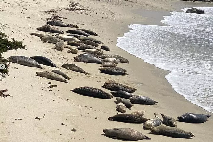 17-Mile Drive Electric Bike Guided Tour