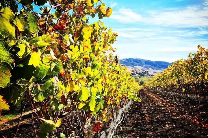 Small-Group Wine Tasting Tour of Santa Barbara Wine Country