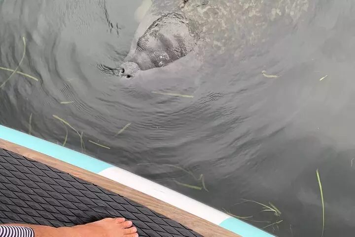 Dolphin and Manatee Adventure Tour of Naples with Florida History