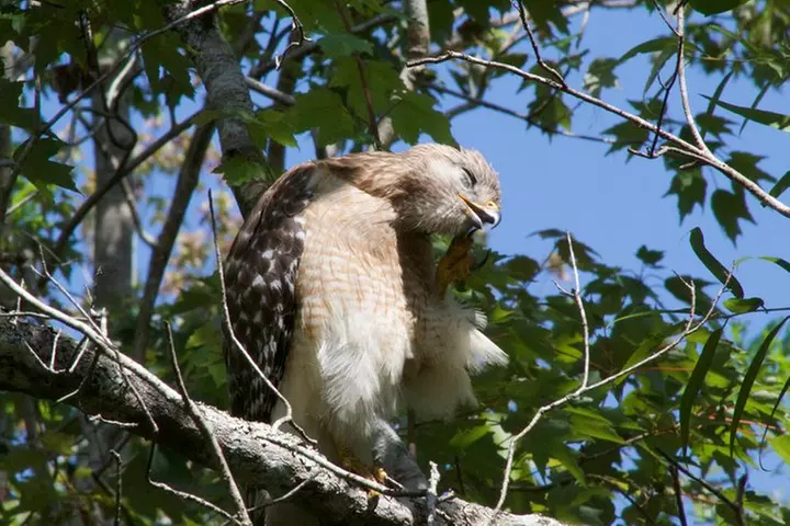 Manatees and Mangrove Tunnels Small Group Kayak Tour