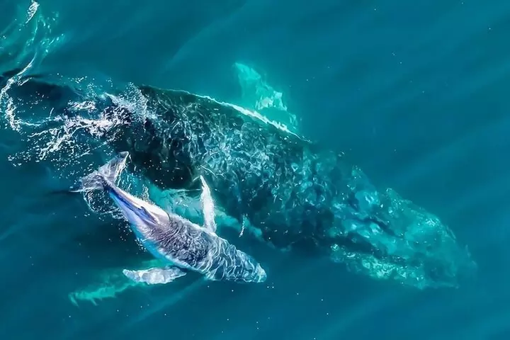 Whale Watching Terrigal