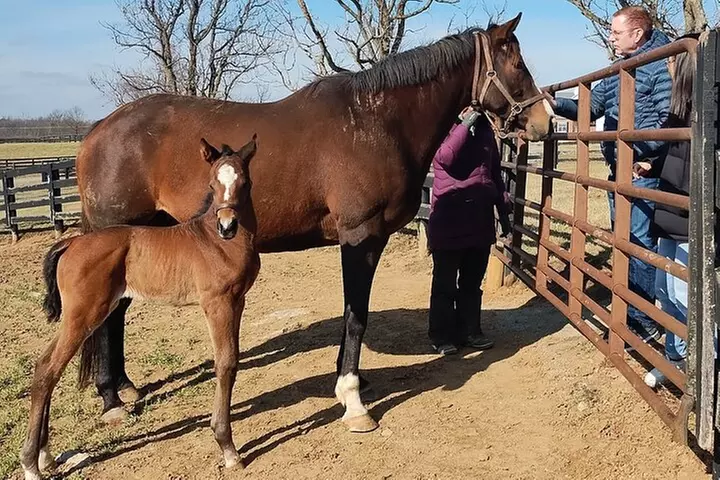 Half-Day Thoroughbred Horse Farm Tour in Kentucky