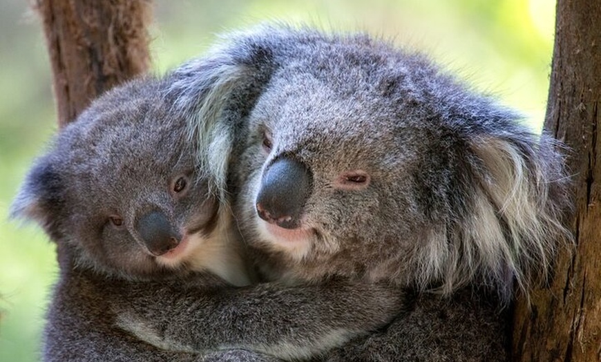 Image 4: 1 day Puffing Billy Steam Train and Wildlife Tour from Melbourne