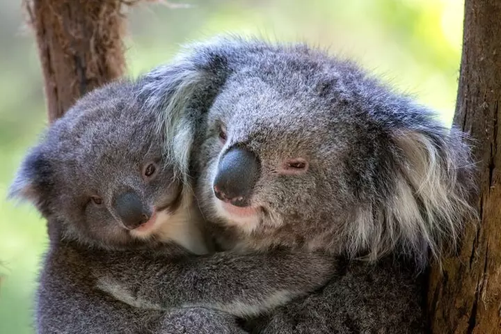 1 day Puffing Billy Steam Train and Wildlife Tour from Melbourne