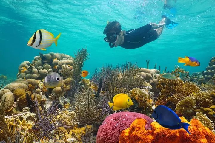 Key West 2 Reef Snorkel Tour & Sunset Cruise with Beer & Wine