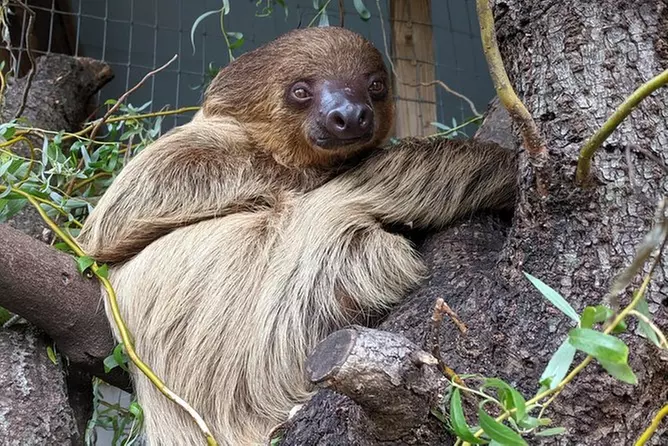 See a Sloth, Kinkajou, Anteaters, and More on a 1 1/2 hour guided tour - Primary Image