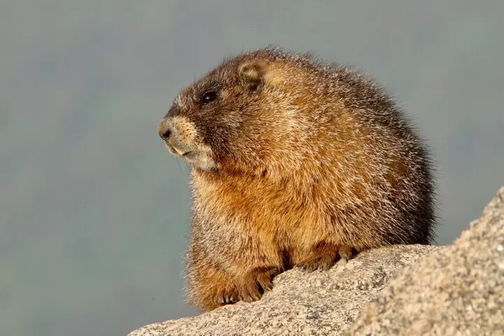 Half-Day Rocky Mountain National Park "Lake and Meadows Tour"