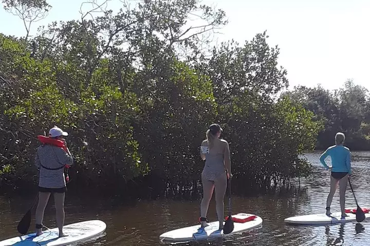 Naples Fl, Paddleboard Mangrove Forest Tour