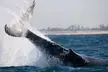 Humpback Whale Encounter Tour from Newcastle - Image 5
