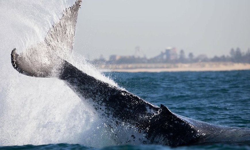 Image 2: Humpback Whale Encounter Tour from Newcastle