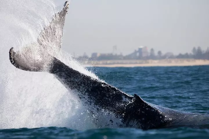 Humpback Whale Encounter Tour from Newcastle