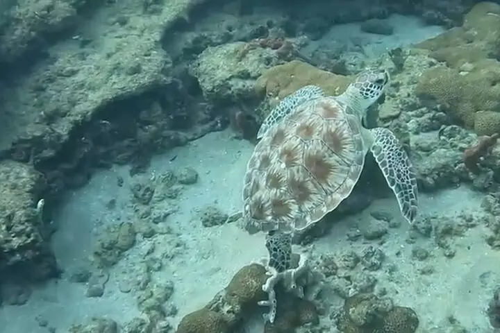 Public Guided Snorkel Tour of Fort Lauderdale Reefs