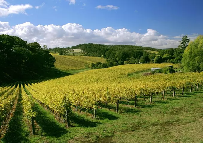 McLaren Vale and Glenelg Wine Tasting and Sightseeing (Half-day Aft...