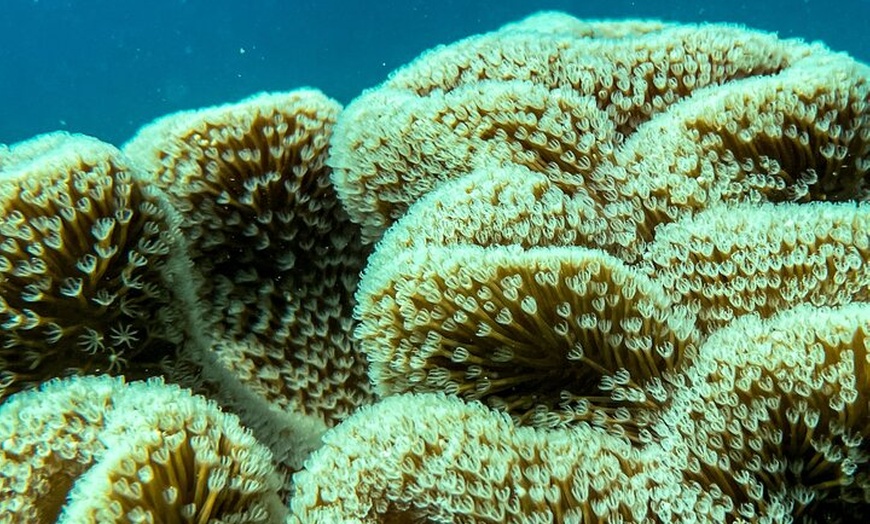 Image 13: Airlie Beach Glass Bottom Boat Tour