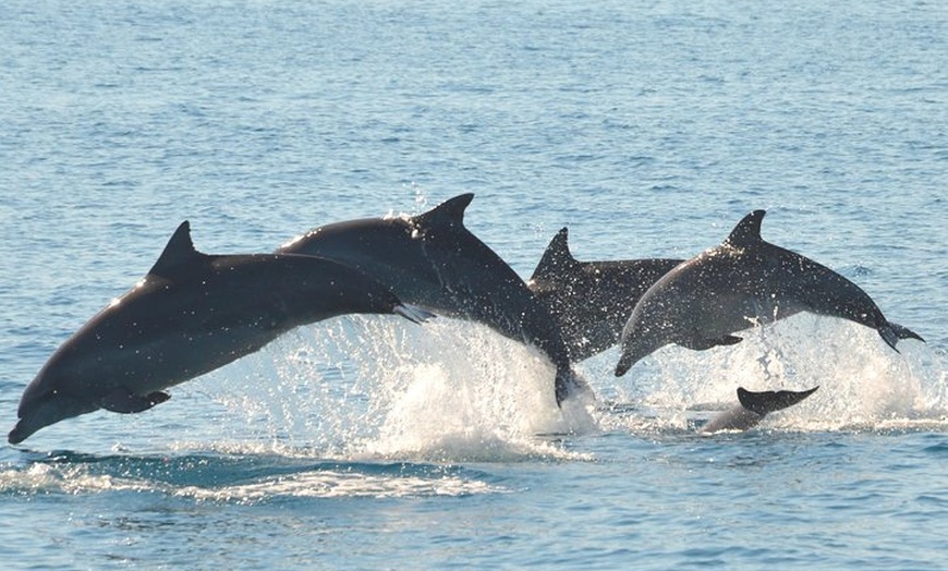 Image 3: Fraser Island & Dolphin Sailing Adventure